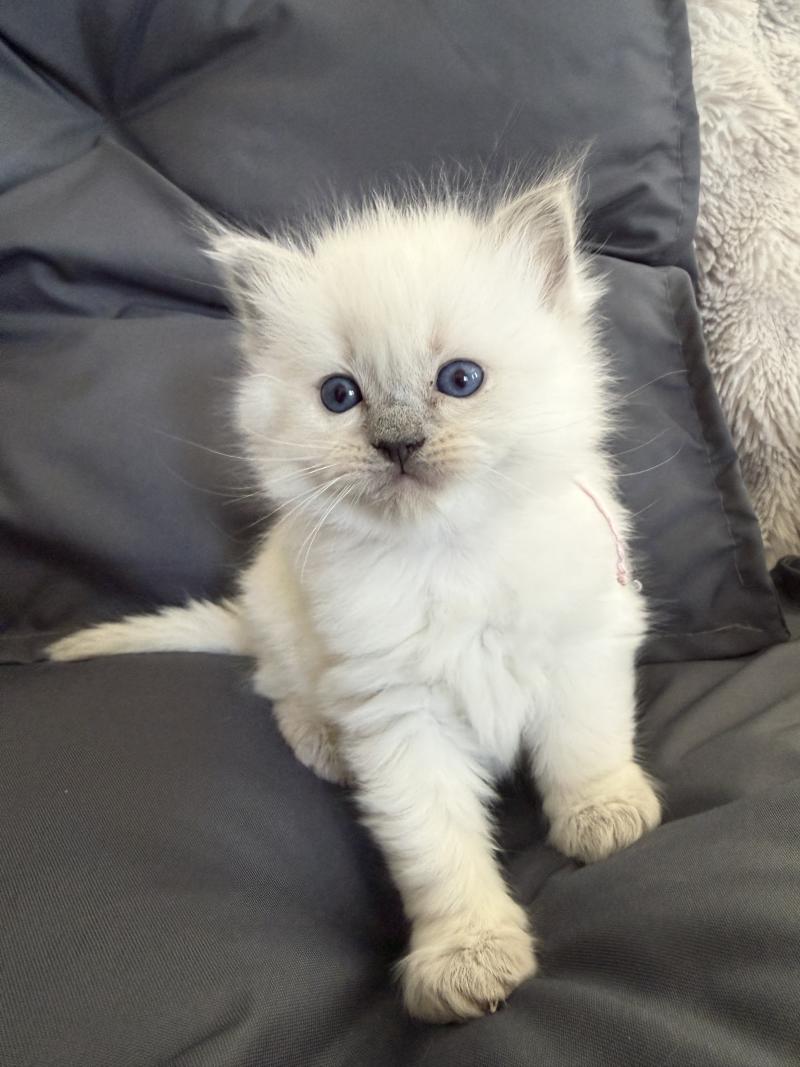 rose De La Croisette Femelle Ragdoll