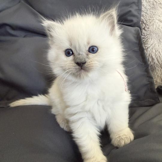 chaton Ragdoll blue point rose Les Ragdolls de la Croisette