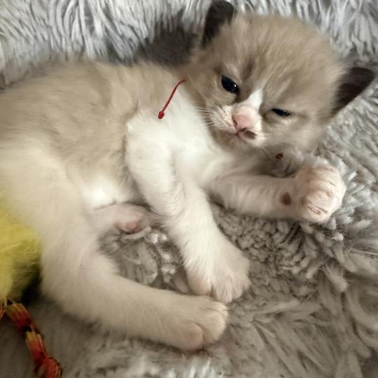 chaton Ragdoll Rose Les Ragdolls de la Croisette