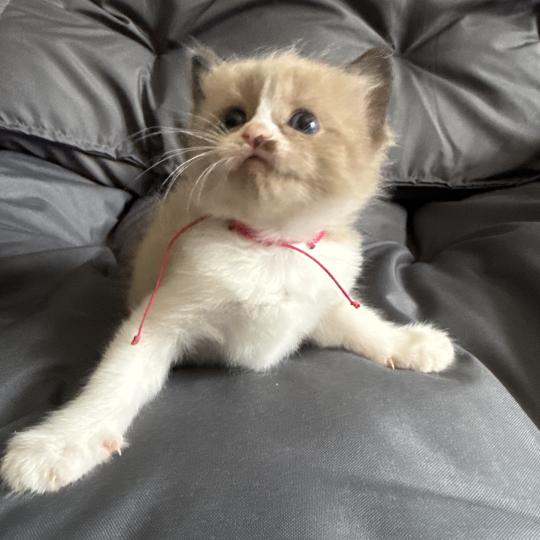 chaton Ragdoll Rose Les Ragdolls de la Croisette