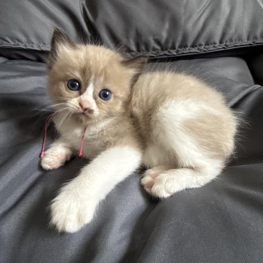chaton Ragdoll Rose Les Ragdolls de la Croisette