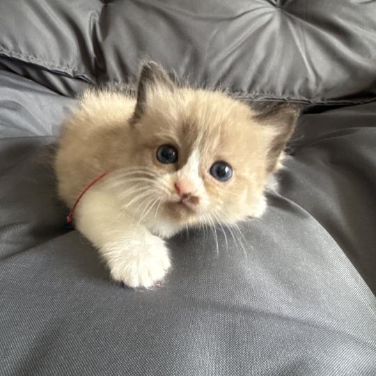 chaton Ragdoll Rose Les Ragdolls de la Croisette
