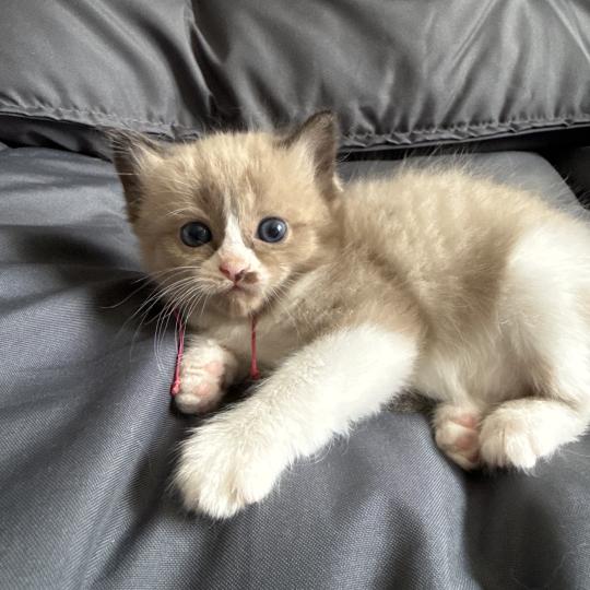 chaton Ragdoll Rose Les Ragdolls de la Croisette