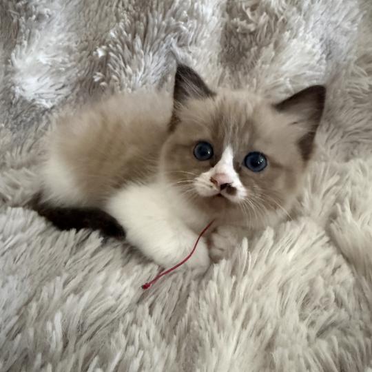 chaton Cherubim seal mink & blanc Rose Les Ragdolls de la Croisette