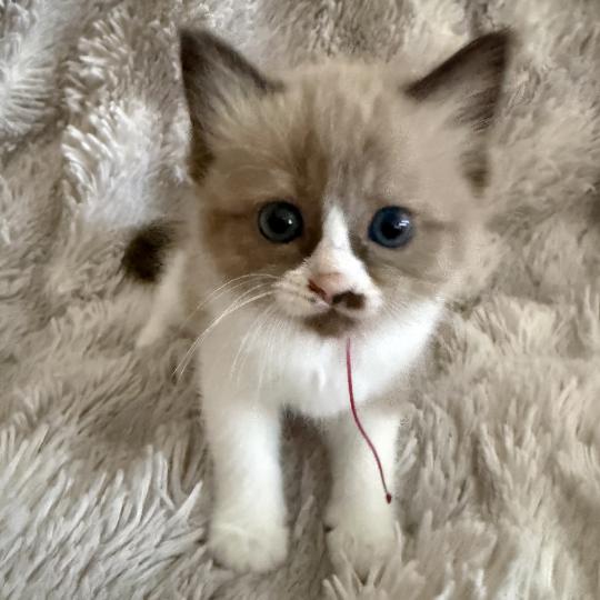 chaton Cherubim seal mink & blanc Rose Les Ragdolls de la Croisette