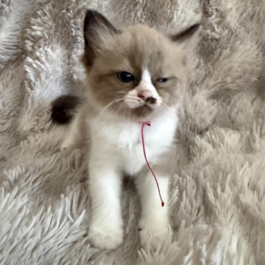 chaton Cherubim seal mink & blanc Rose Les Ragdolls de la Croisette