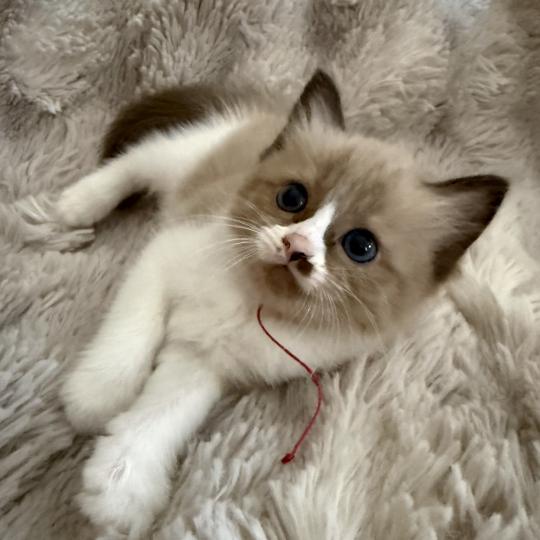 chaton Cherubim seal mink & blanc Rose Les Ragdolls de la Croisette