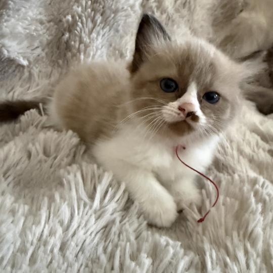 chaton Cherubim seal mink & blanc Rose Les Ragdolls de la Croisette