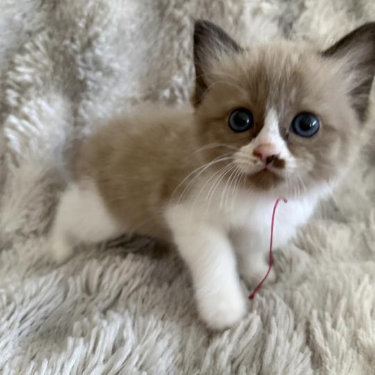 chaton Cherubim seal mink & blanc Rose Les Ragdolls de la Croisette
