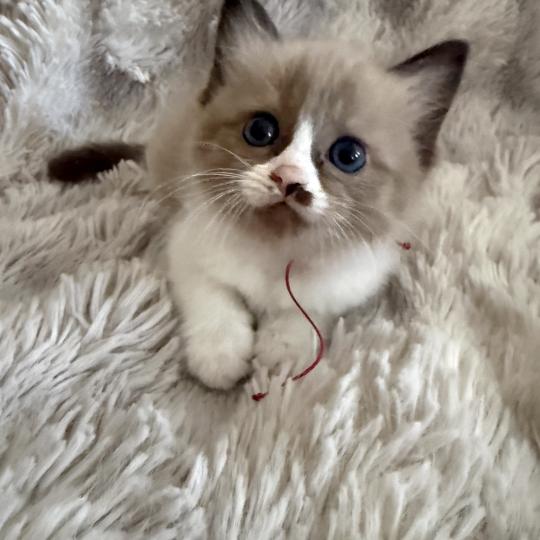 chaton Cherubim seal mink & blanc Rose Les Ragdolls de la Croisette