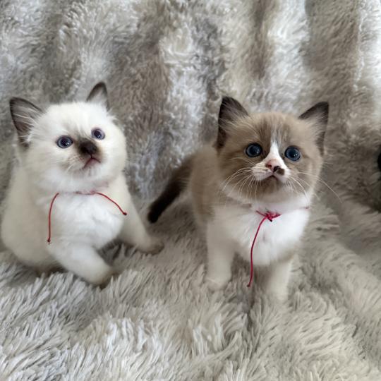 chaton Cherubim seal mink & blanc Rose Les Ragdolls de la Croisette