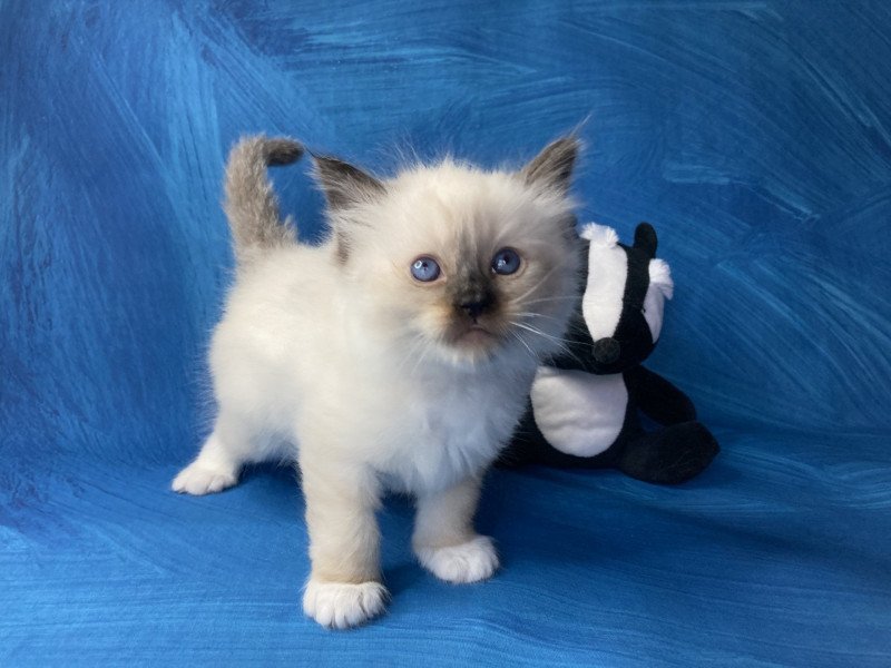 Sherlock De La Croisette Mâle Ragdoll