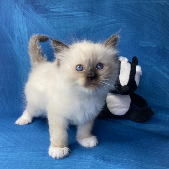 Sherlock De La Croisette Mâle Ragdoll