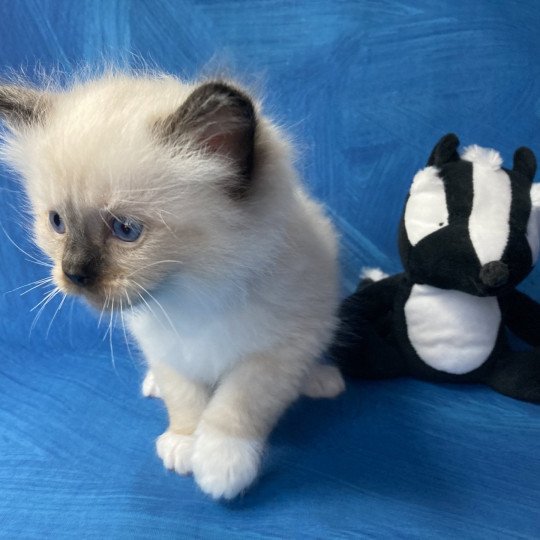 chaton Ragdoll Rose Les Ragdolls de la Croisette