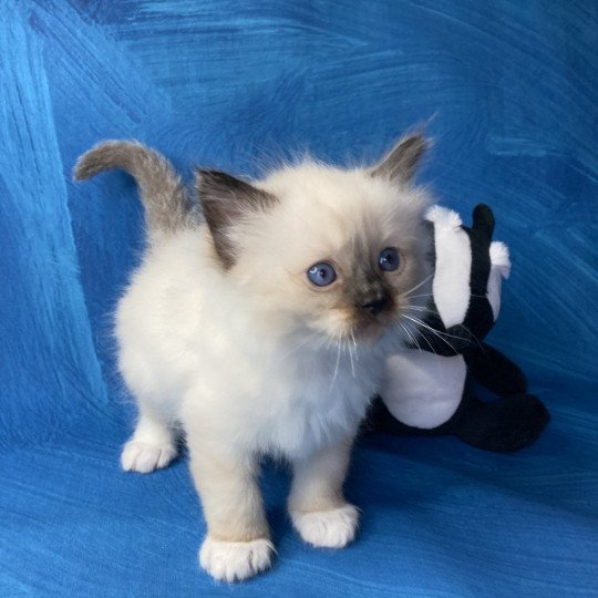 chaton Ragdoll Rose Les Ragdolls de la Croisette