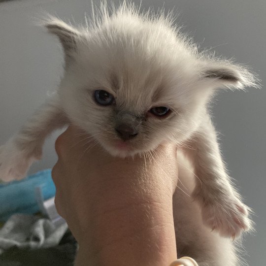 chaton Ragdoll Rouge Les Ragdolls de la Croisette