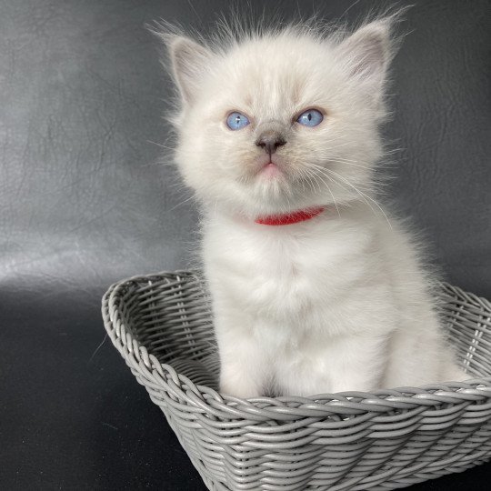 chaton Ragdoll blue point mitted Rouge Les Ragdolls de la Croisette