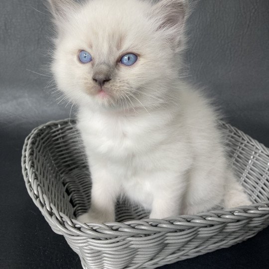 chaton Ragdoll blue point mitted Rouge Les Ragdolls de la Croisette