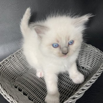 chaton Ragdoll blue point mitted Rouge Les Ragdolls de la Croisette