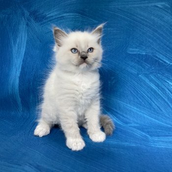 chaton Ragdoll blue point mitted Rouge Les Ragdolls de la Croisette