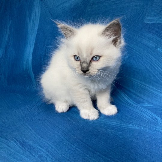 chaton Ragdoll blue point mitted Rouge Les Ragdolls de la Croisette