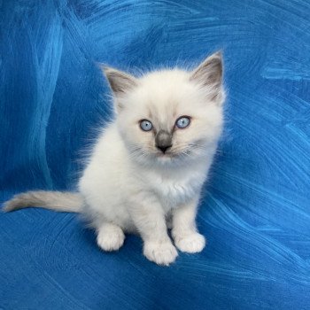 chaton Ragdoll blue point mitted Rouge Les Ragdolls de la Croisette