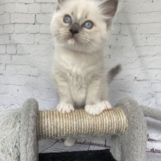 chaton Ragdoll blue point mitted Scoop Les Ragdolls de la Croisette