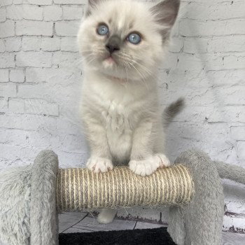 chaton Ragdoll blue point mitted Scoop Les Ragdolls de la Croisette