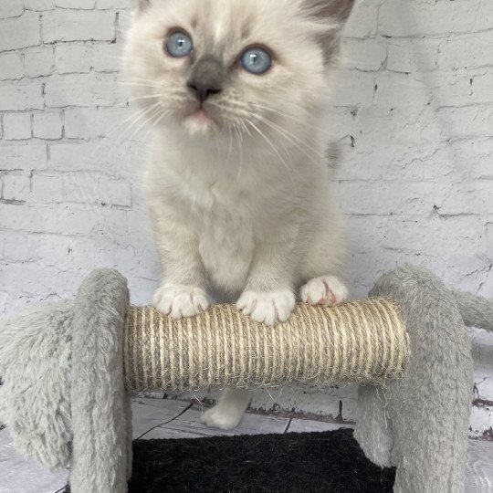 chaton Ragdoll blue point mitted Scoop Les Ragdolls de la Croisette