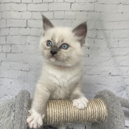 chaton Ragdoll blue point mitted Scoop Les Ragdolls de la Croisette