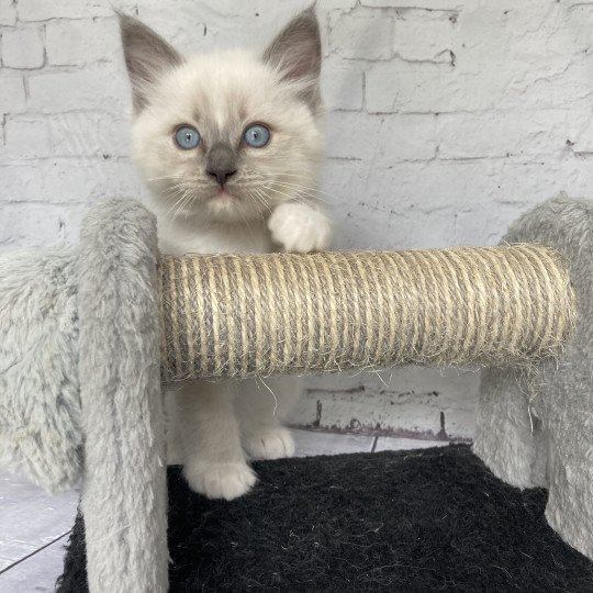 chaton Ragdoll blue point mitted Scoop Les Ragdolls de la Croisette