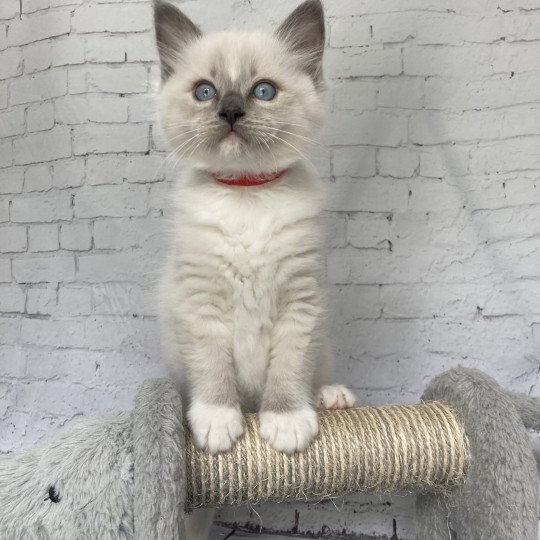 chaton Ragdoll blue point mitted Scoop Les Ragdolls de la Croisette