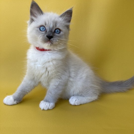 chaton Ragdoll blue point mitted Scoop Les Ragdolls de la Croisette