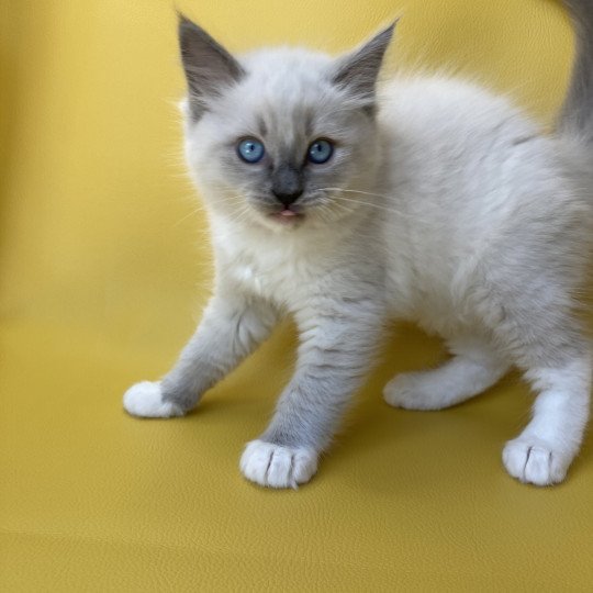 chaton Ragdoll blue point mitted Scoop Les Ragdolls de la Croisette