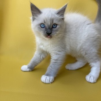 chaton Ragdoll blue point mitted Scoop Les Ragdolls de la Croisette