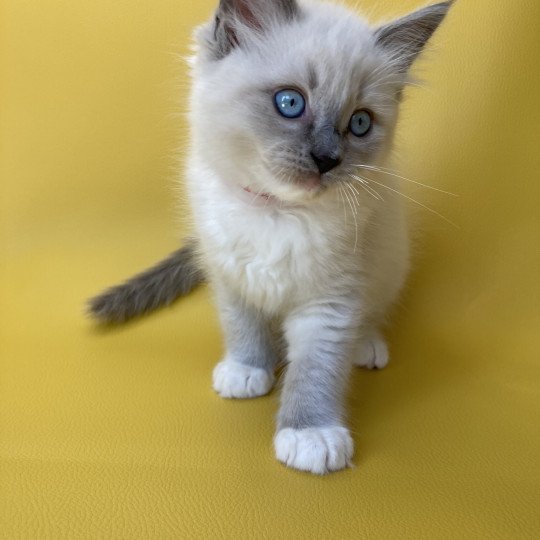 chaton Ragdoll blue point mitted Scoop Les Ragdolls de la Croisette