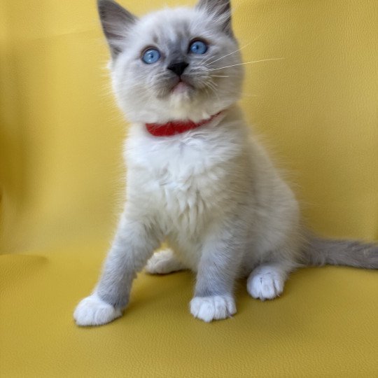 chaton Ragdoll blue point mitted Scoop Les Ragdolls de la Croisette