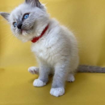 chaton Ragdoll blue point mitted Scoop Les Ragdolls de la Croisette