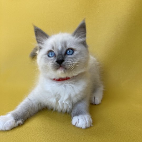 chaton Ragdoll blue point mitted Scoop Les Ragdolls de la Croisette