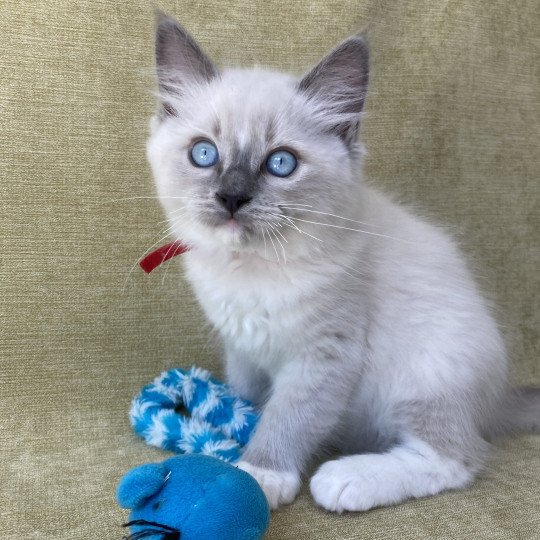 chaton Ragdoll blue point mitted Scoop Les Ragdolls de la Croisette