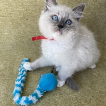 chaton Ragdoll blue point mitted Scoop Les Ragdolls de la Croisette