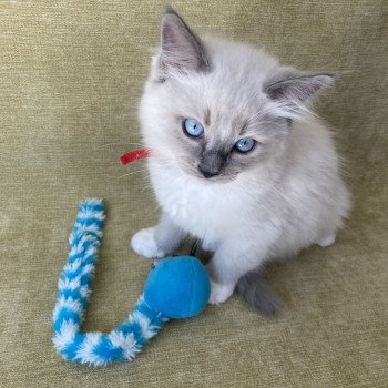 chaton Ragdoll blue point mitted Scoop Les Ragdolls de la Croisette