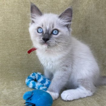 chaton Ragdoll blue point mitted Scoop Les Ragdolls de la Croisette