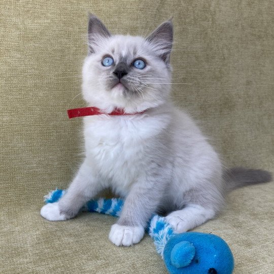 chaton Ragdoll blue point mitted Scoop Les Ragdolls de la Croisette