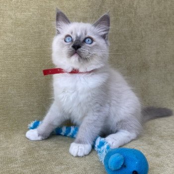 chaton Ragdoll blue point mitted Scoop Les Ragdolls de la Croisette