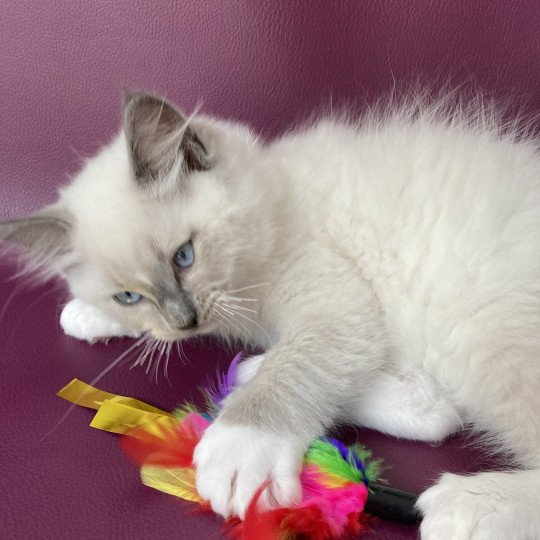 chaton Ragdoll blue point mitted Scoop Les Ragdolls de la Croisette