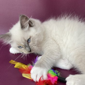 chaton Ragdoll blue point mitted Scoop Les Ragdolls de la Croisette