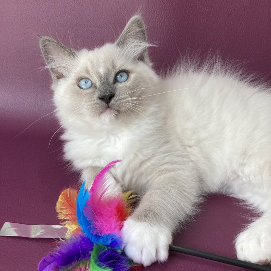 chaton Ragdoll blue point mitted Scoop Les Ragdolls de la Croisette