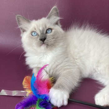 chaton Ragdoll blue point mitted Scoop Les Ragdolls de la Croisette