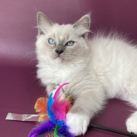 chaton Ragdoll blue point mitted Scoop Les Ragdolls de la Croisette